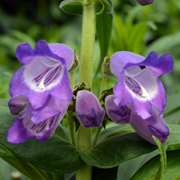 Penstemon Stapleford Gem